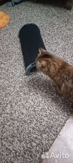 Когтеточка напольная