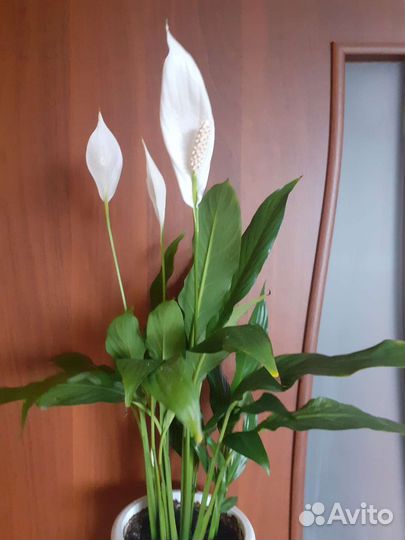Спатифиллумы разных сортов