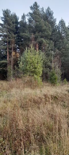 Участок 6 сот. (ИЖС)