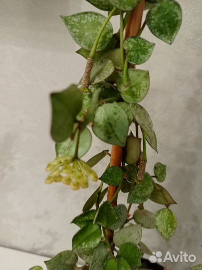 Хойя эскимо сильвер