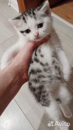 Котенок в добрые руки