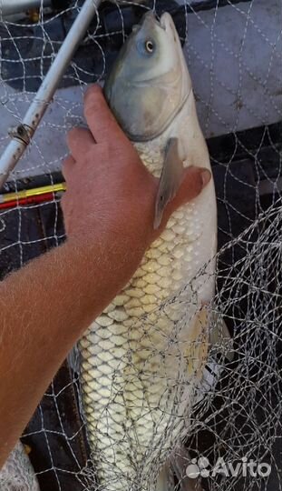 Рыболовная прикормка