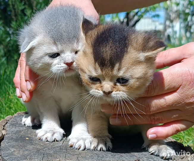 Шотландские котята