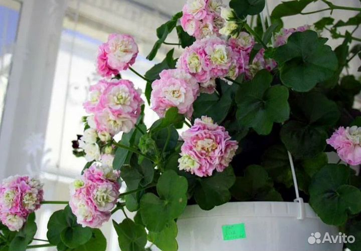 Пеларгония Каролина