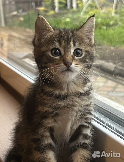 Котенок девочка бесплатно