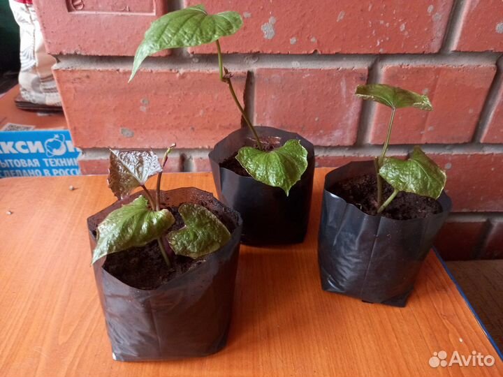 Батат рассада