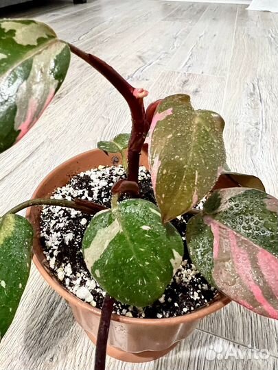 Филодендрон розовая принцесса