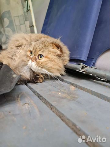 Кошечка ищет дом (шотландская длинношерстная) объявление продам