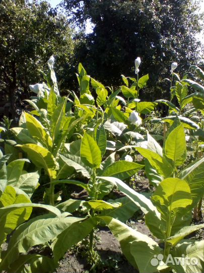 Семена табака