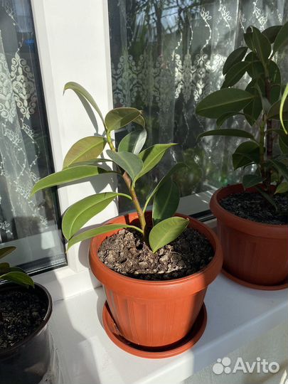 Фикус кустовой