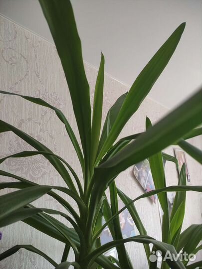 Пальма юкка