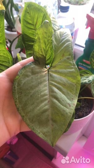 Комнатные растения