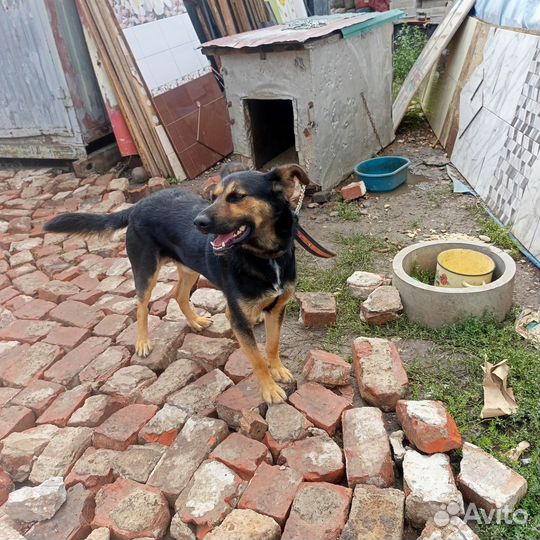 Собака в добрые руки