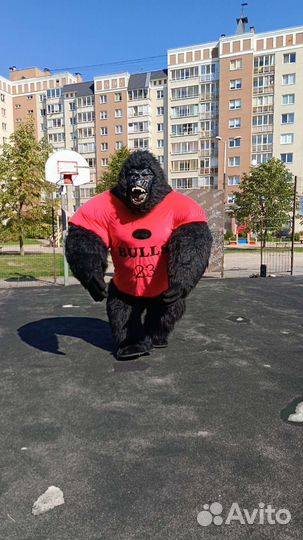 Экспресс поздравление Аниматор