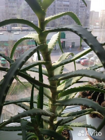 Алое древовидное (лечебное)