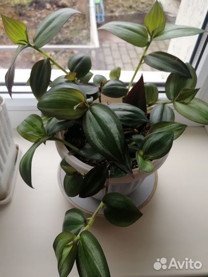 Комнатные цветы