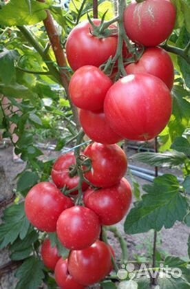 Семена Удивительного Томата Пинк Гарант F1