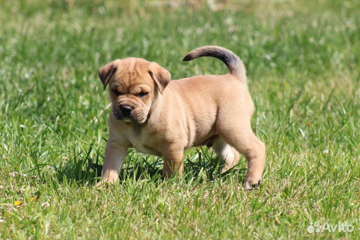 Супер щенки Ка Де Бо