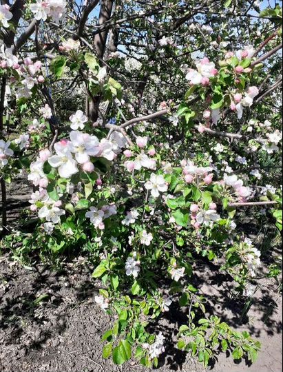 Участок 26 сот. (ИЖС)