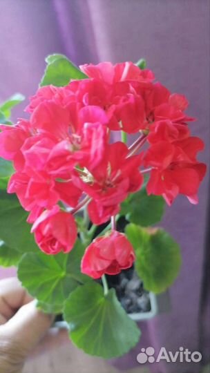 Герань пеларгония