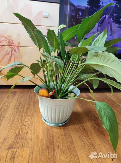 Спатифиллум 70см