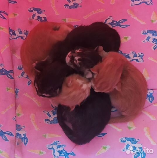 Котики Мейн кун