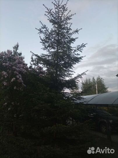 Ель обыкновенная