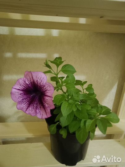 Вегетативные черенки