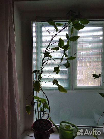 Комнатные цветы