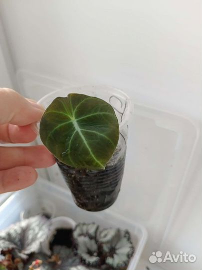 Комнатные цветы