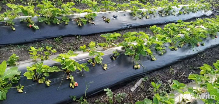 Ремонтантная клубника Мурано