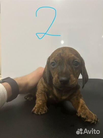 Щенки таксы