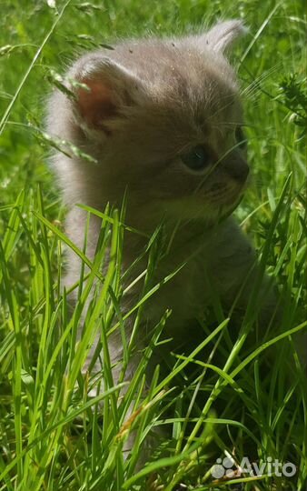 Красивые котята