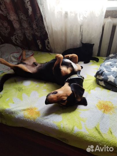 Помесь таксы