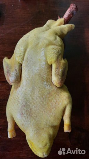 Утки домашние