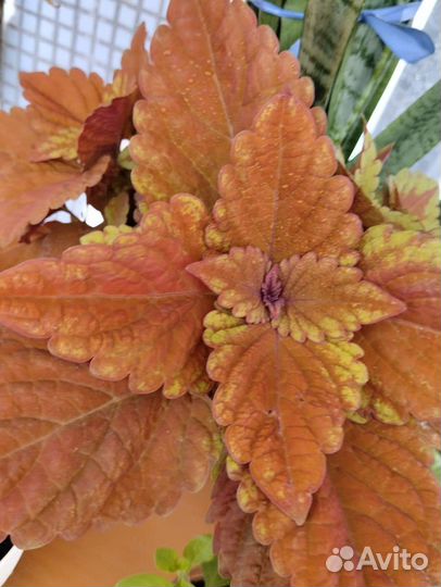 Колеусы сортовые