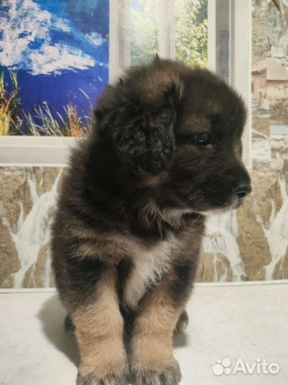 Щенки в добрые руки