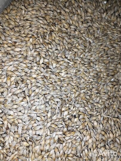 Зерно пшеница ячмень