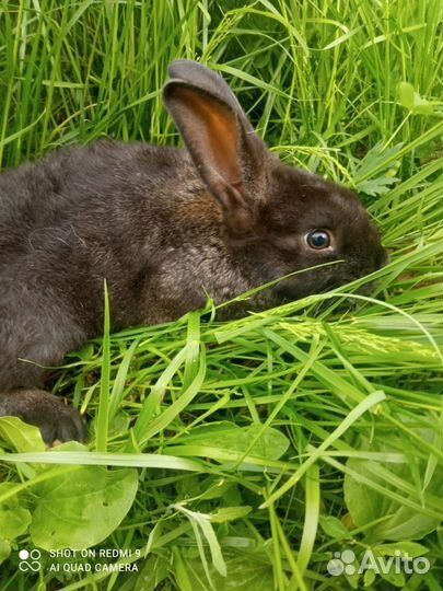 Продаём крольчат