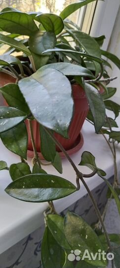 Комнатные цветы