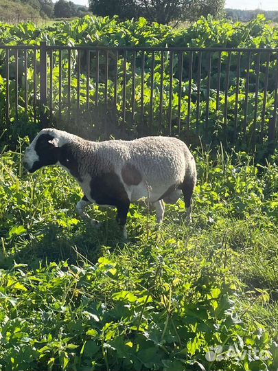 Овцы дорпер