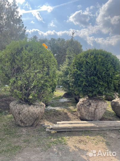 Туя шаровидная 2 метра