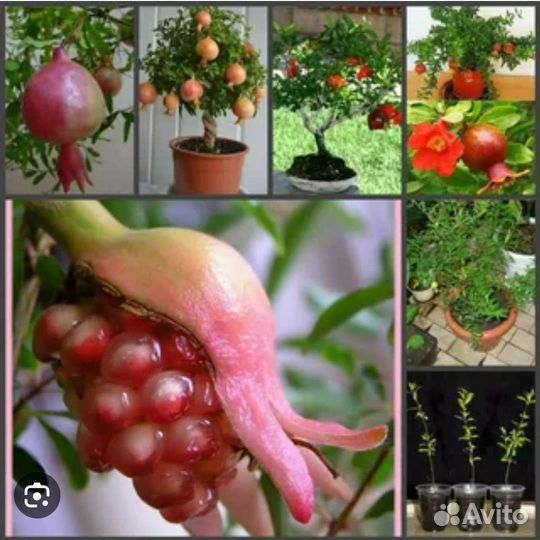 Черенки Граната комнатного