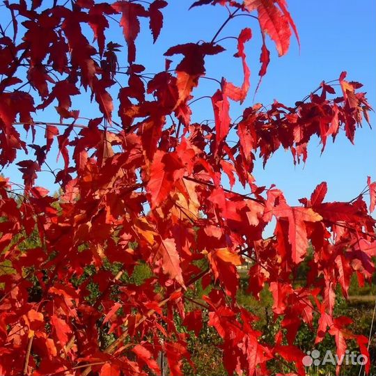 Клен гиннала