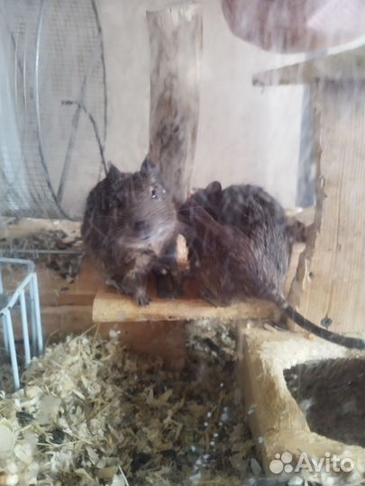 Чилийская белка дегу с клеткой