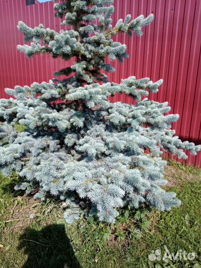 Ель голубая