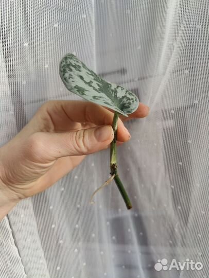 Сциндапсус пиктус