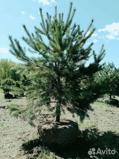 Норвежская сосна