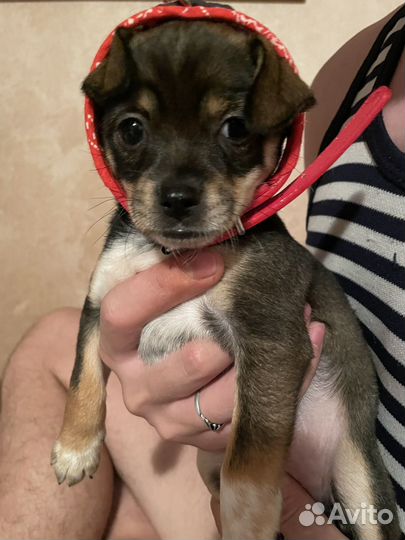 Щенки рет-терьер