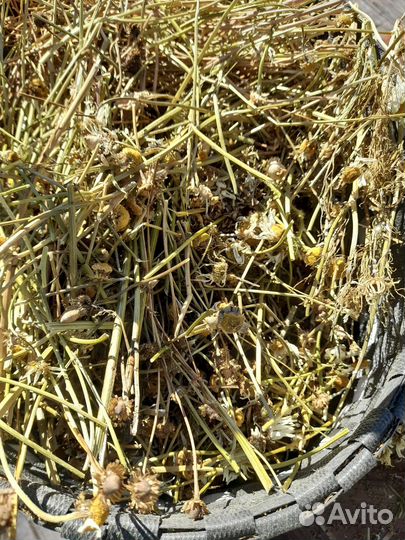 Ромашка сушеная